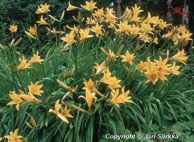  Hemerocallis Hybrida-Ryhm 'Orangeman'